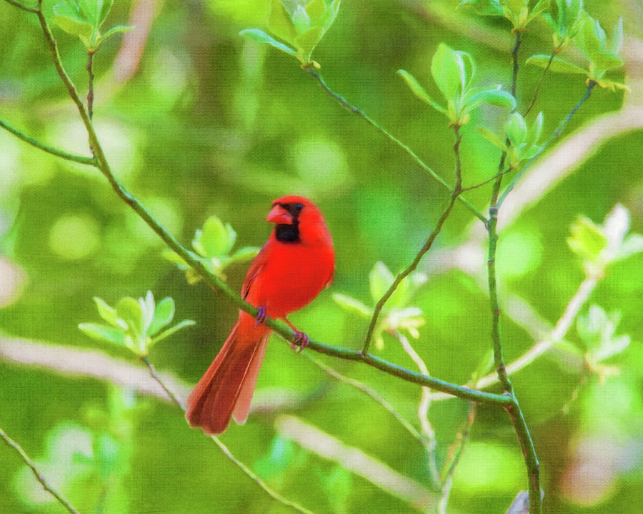 Red Bird Spring Green Photograph