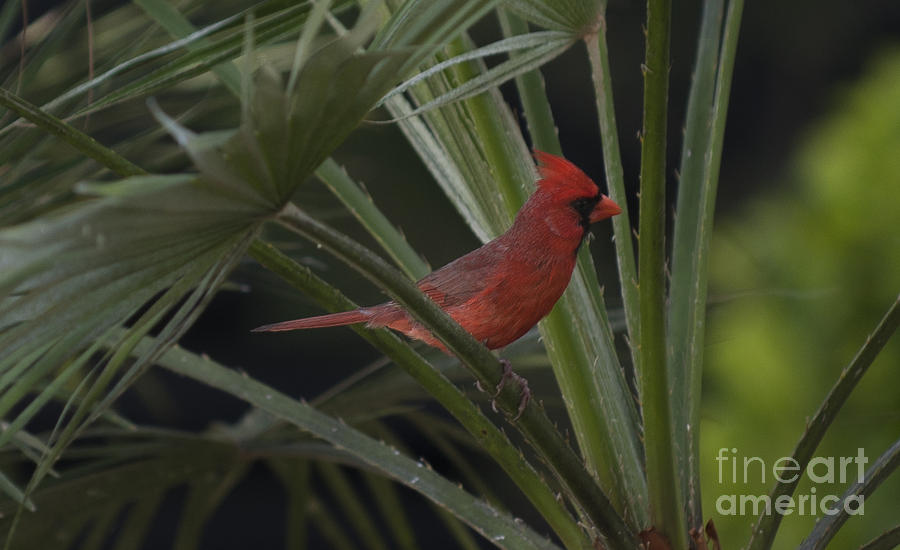 Northern Red Cardinal in Palm Photograph by Dale Powell