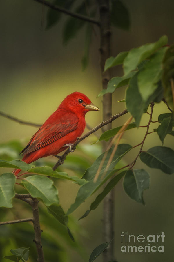 Red Bird Photograph by Tim Wemple