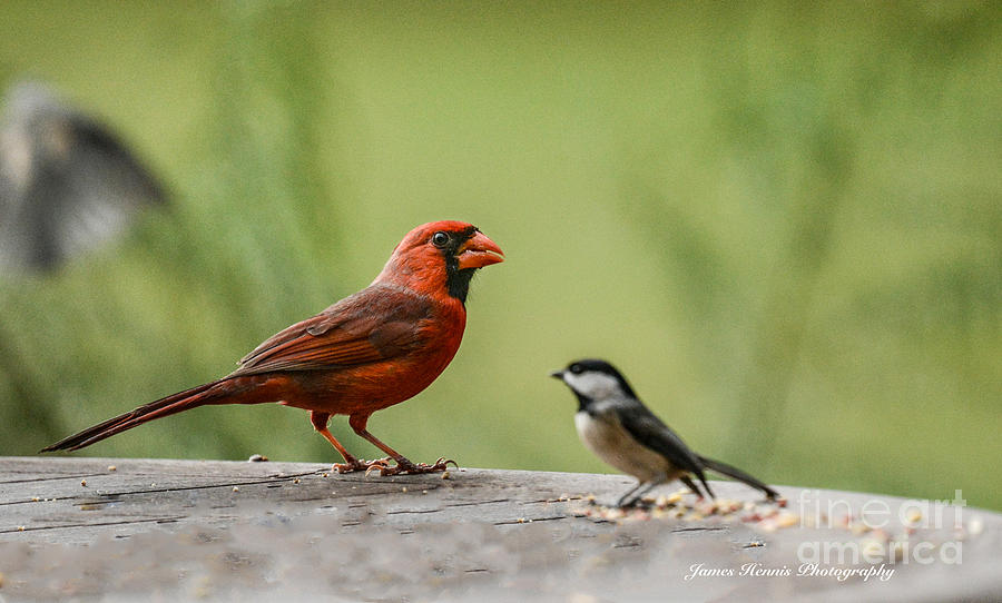Red Bird with Friend Photograph by Metaphor Photo