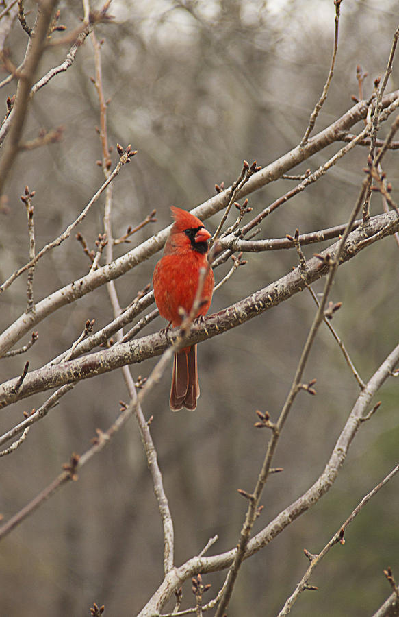 Red Bird Photograph - Red Bird by Yosi Cupano