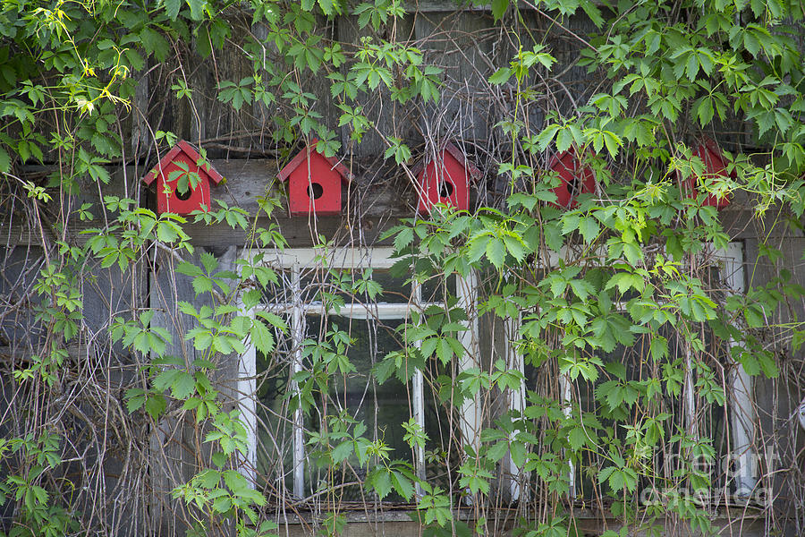 Red Birdhouses Photograph by Idaho Scenic Images Linda Lantzy