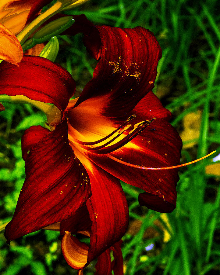 Red Blazing Lily Photograph by Jeff Kurtz