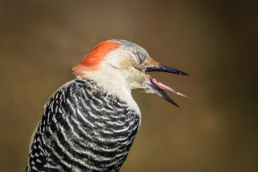 Red-Bellied Woodpecker Photograph by Kevin Giannini