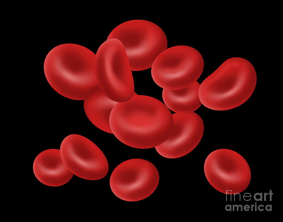 Red Blood Cells, Illustration Photograph by Gwen Shockey
