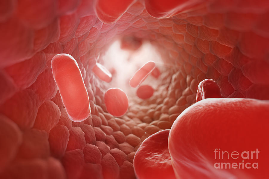 Red Blood Cells In Bloodstream Photograph by Science Picture Co