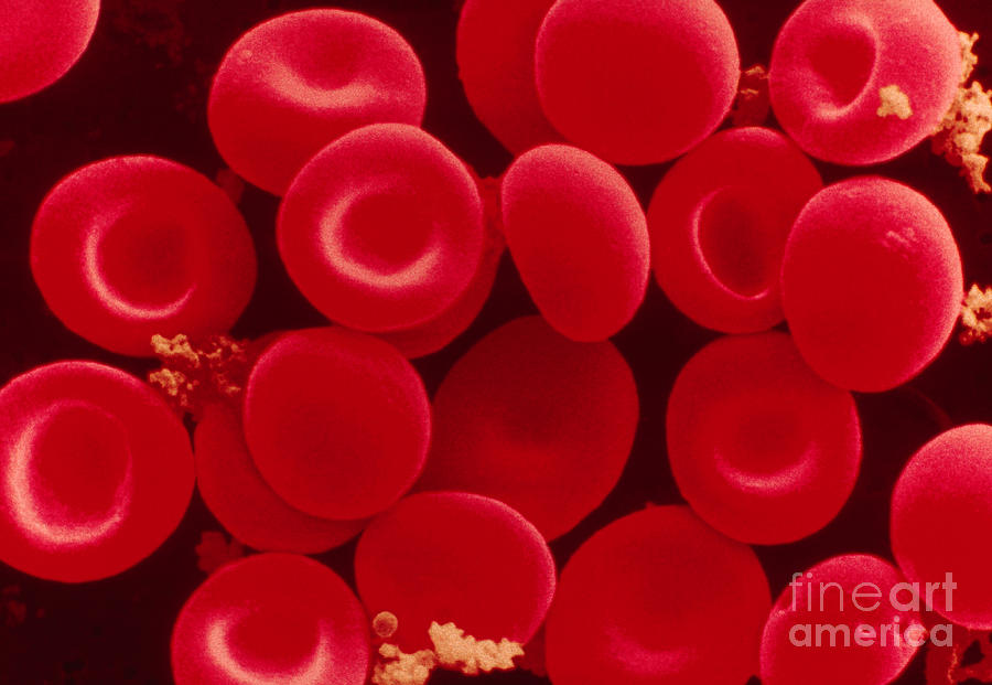 Red Blood Cells Photograph by Scimat