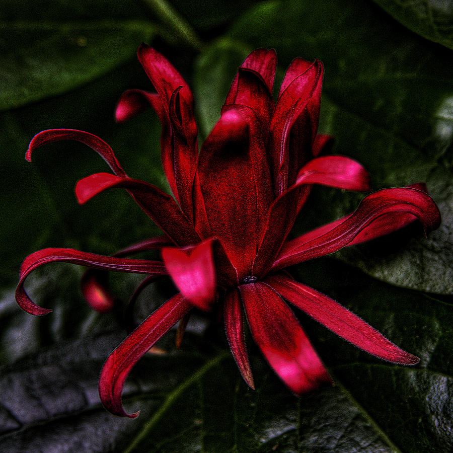 Red Bloom Photograph by David Patterson