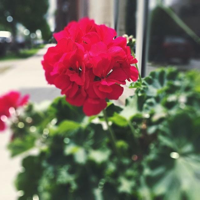 Red Bloom Instagram 365 129/365 #m4h365 Photograph by Trina Baker