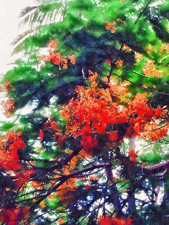 Red blooms on a tree Photograph by Ashish Agarwal