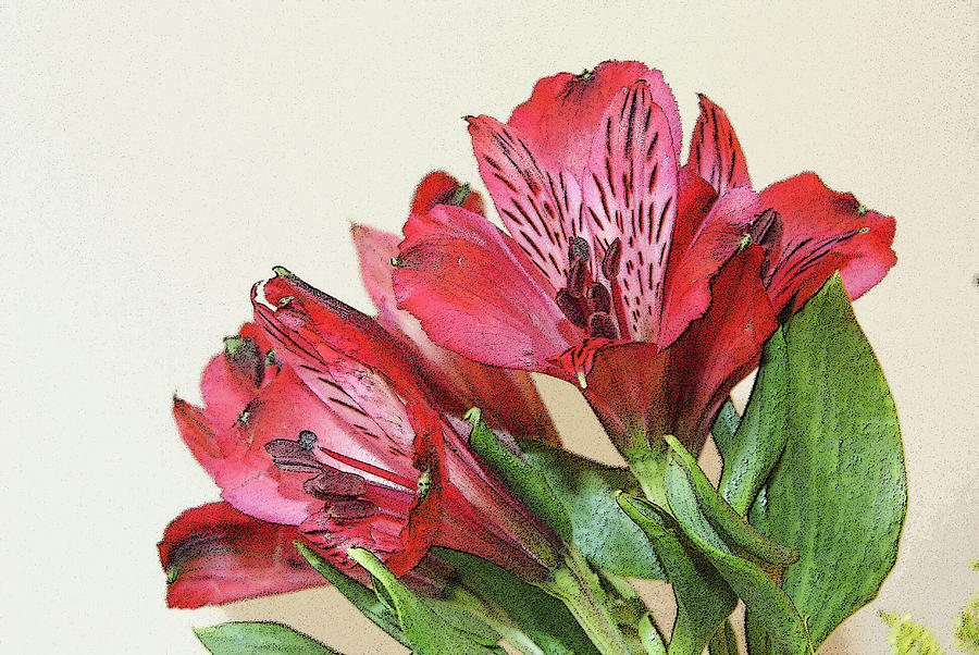 Red Blooms Poster Art Photograph by Margie Avellino