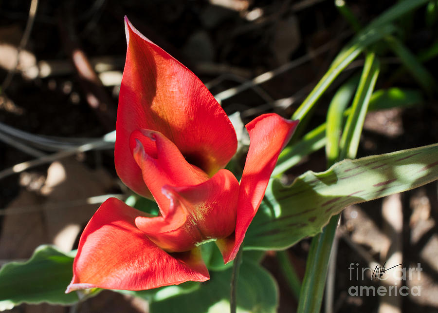 Red Blossom - Springtime Series Photograph by Mark Valentine