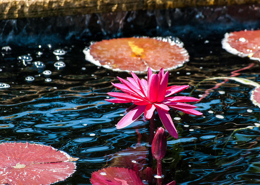 Red Blossom Water Lily Photograph by Tom Potter