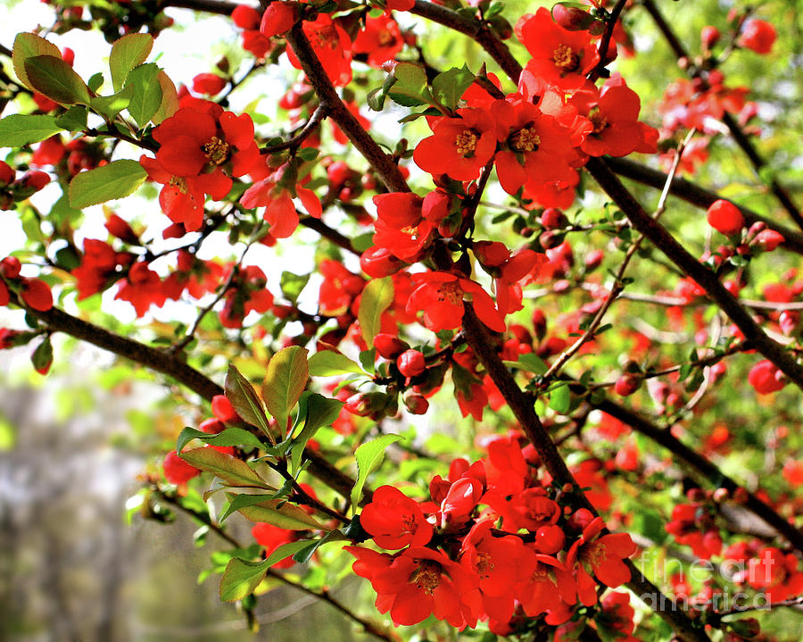 Red Blossoms Photograph by Smilin Eyes Treasures