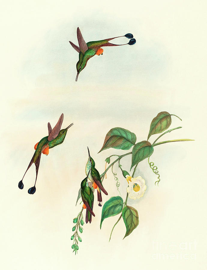 John Gould Painting - Red Booted Racket Tail by John Gould