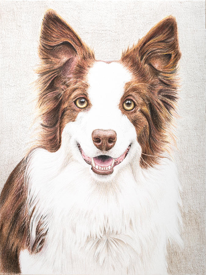 Red Border Collie Drawing by Karen Broemmelsick - Fine Art America