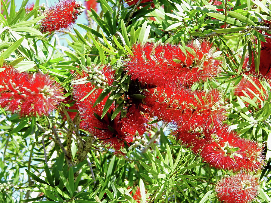 Red Bottle Brush Photograph by D Hackett