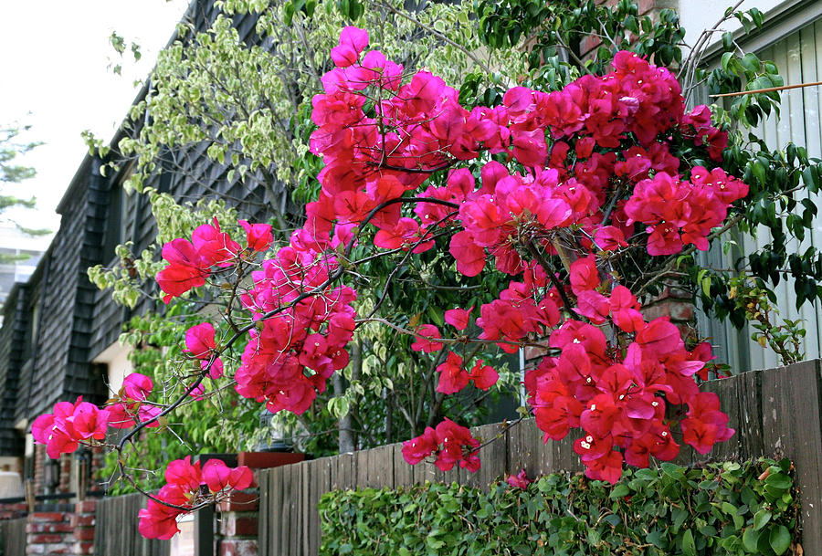 Red Bougainvillea Photograph by Gene Parks