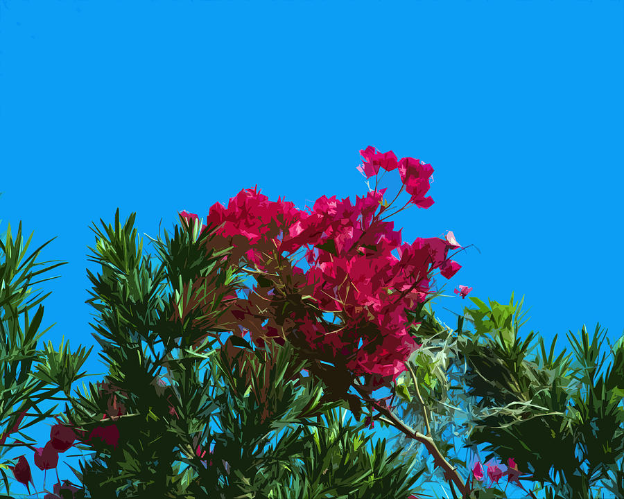 red bougainvillea tree
