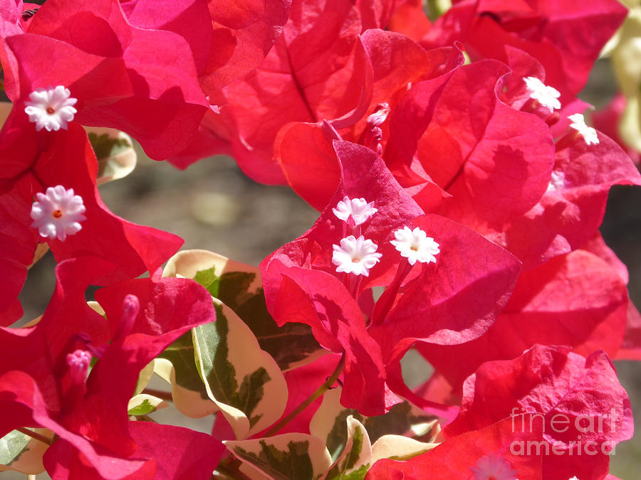 Red Bougainvillea Photograph by Margaret Brooks