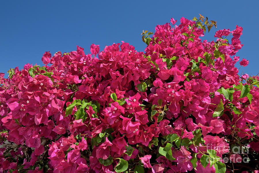 Red Bougainvillea Photograph by Mikehoward Photography