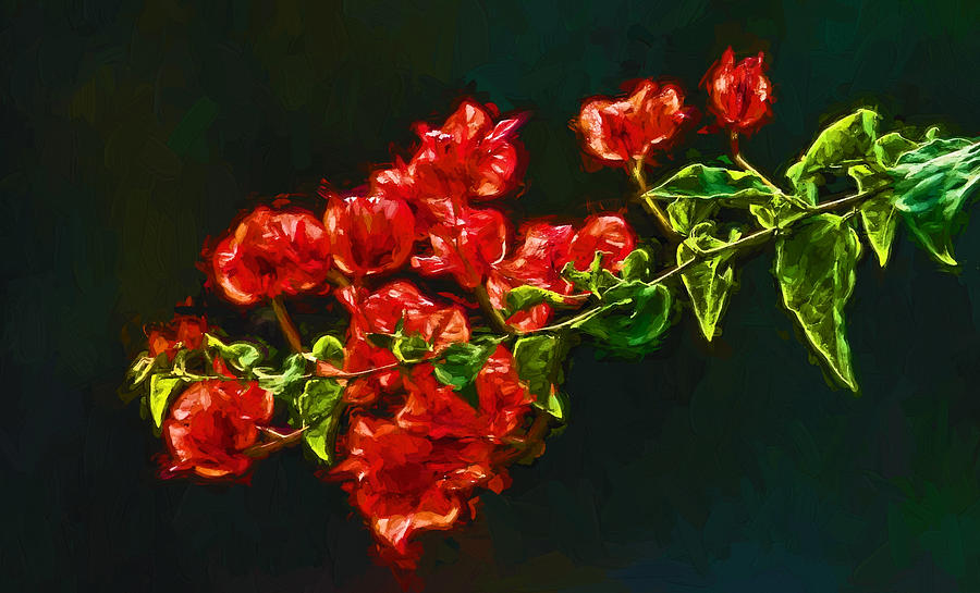 Red Bougainvillea Spray Photograph by HH Photography of Florida