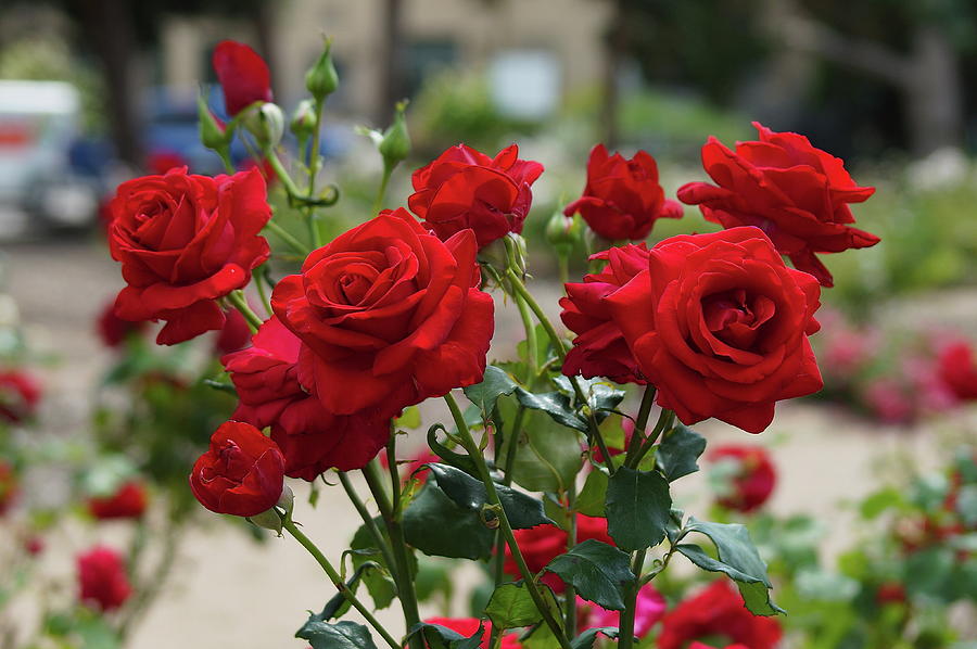 Red Bouquet Photograph by Linda Cupps - Fine Art America