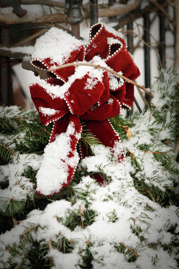 Winter Photograph - Red Bow on Pine Bough by Teresa Mucha