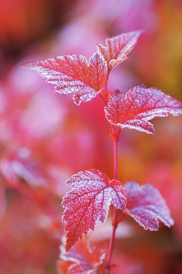 Red Branch with Frosted Leaves of Physocarpus  Photograph by Jenny Rainbow