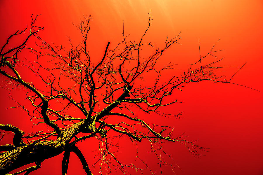 Red Branches of Crimson Dreams Photograph by John Williams