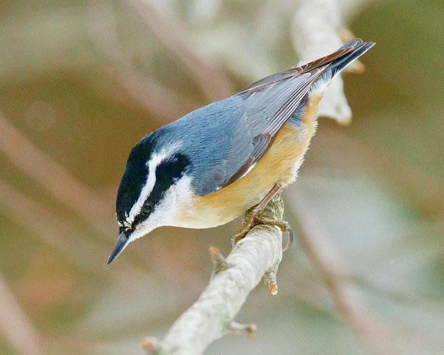 Red Breasred Nuthatch 0432 Photograph by Michael Peychich