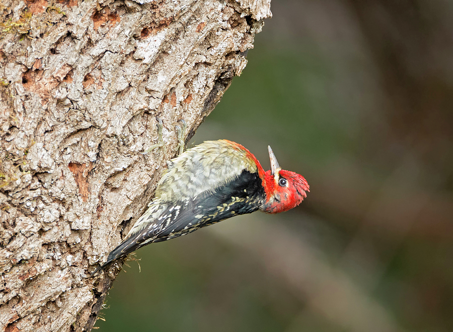 Woodpecker Photograph - Red Breasted Acrobat by Loree Johnson