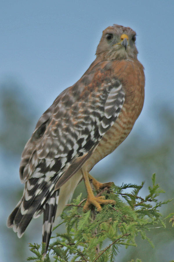 Red Breasted Hawk Photograph by Helene Toro - Pixels