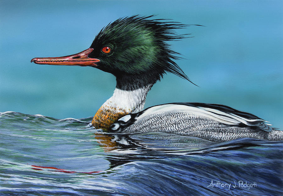 Red Breasted Merganser Painting by Anthony J Padgett