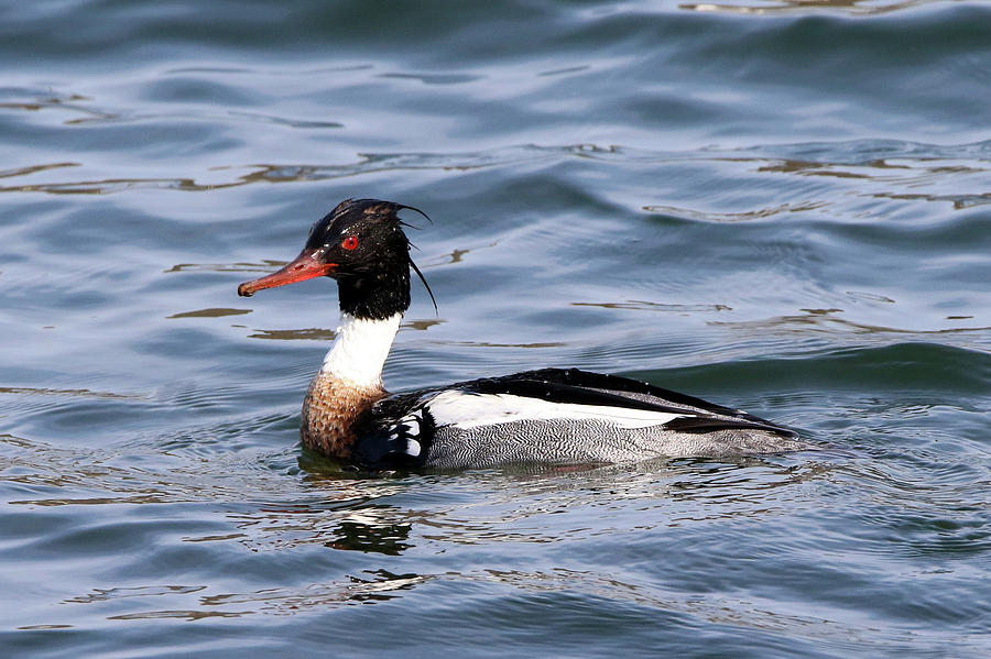 Red-breasted Merganser Centerport New York Photograph by Bob Savage
