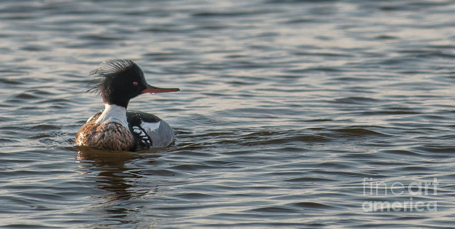 Red Breasted Merganser Photograph by Dale Powell