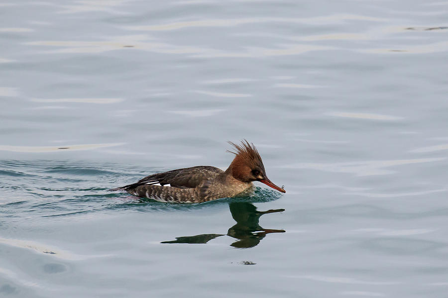 Red-breasted Merganser Female Photograph by Gary Hall