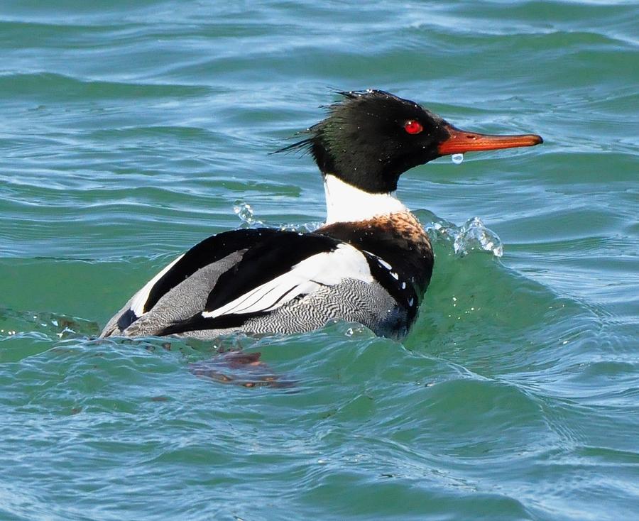 Lake Michigan Digital Art - Red-breasted Merganser by Fred Zilch