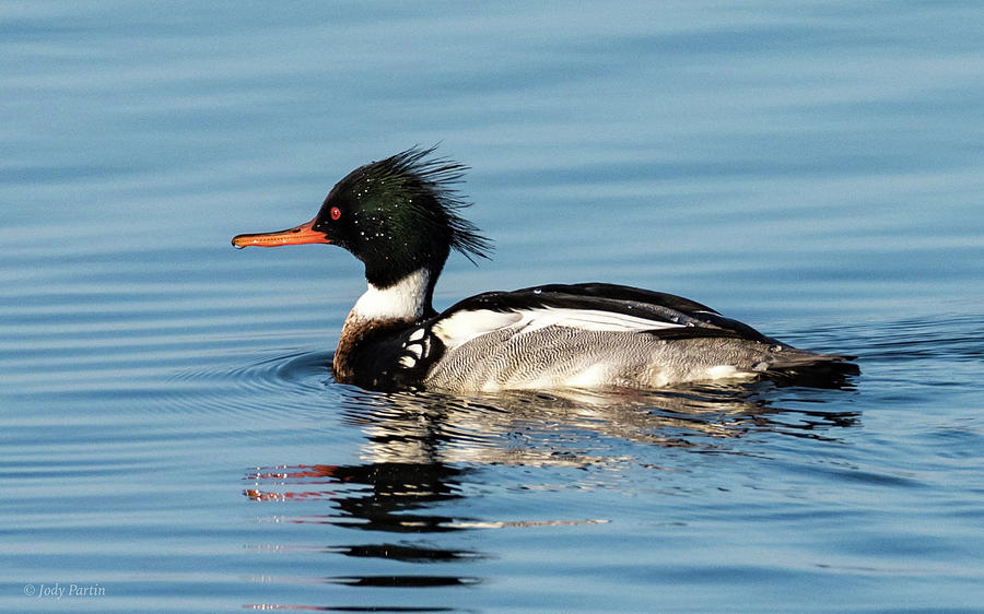 Red-breasted Merganser Photograph by Jody Partin
