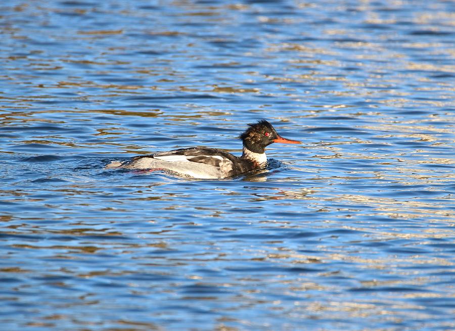 Red Breasted Merganser Photograph by Karen Silvestri - Fine Art America