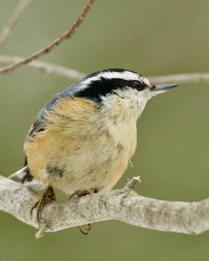 Red Breasted Nuthatch 1690 Photograph by Michael Peychich