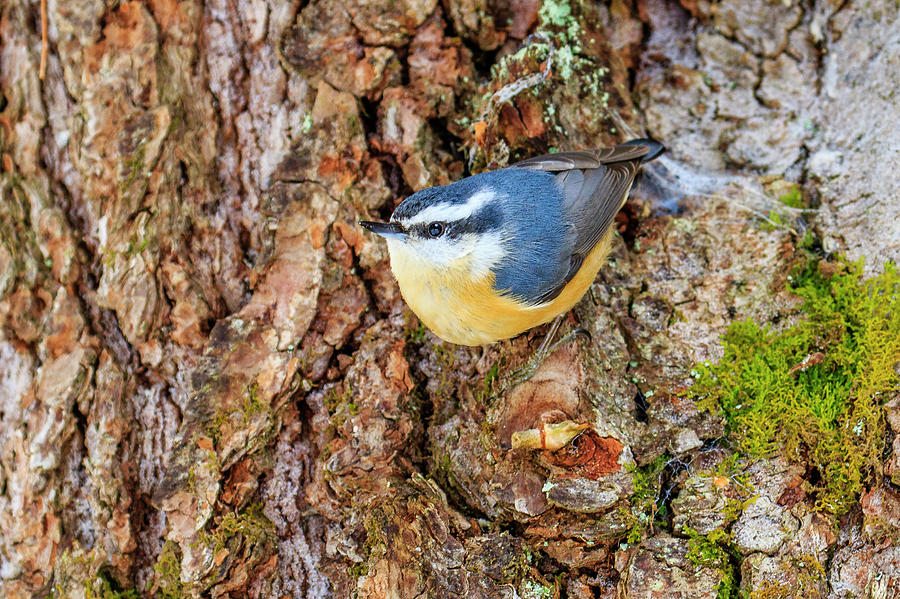 Red-breasted Nuthatch 2 Photograph by Gary Hall