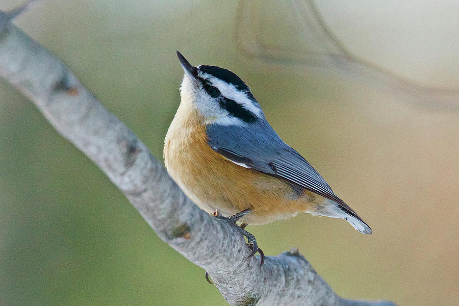 Wildlife Photograph - Red-breasted Nuthatch 7963 by Michael Peychich