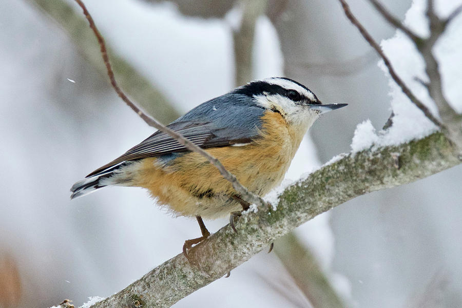 Nature Photograph - Red-breasted Nuthatch 9699 by Michael Peychich