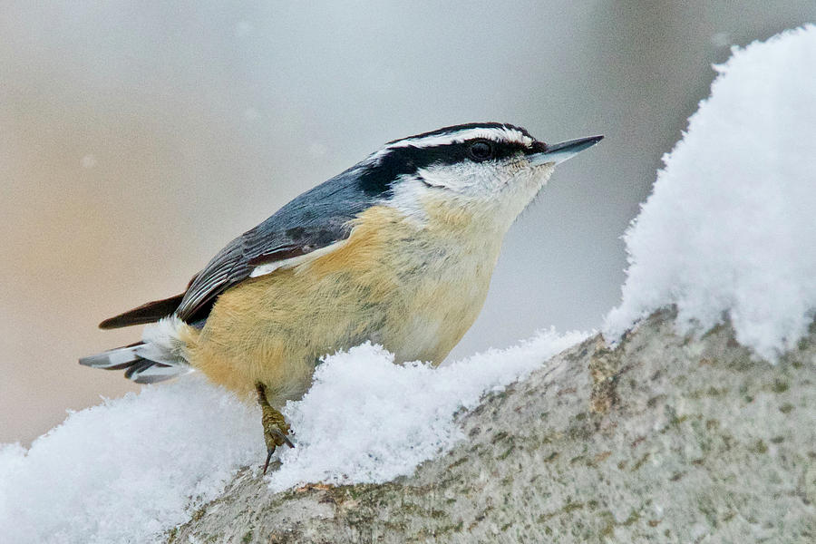 Red-breasted Nuthatch 9717 Photograph by Michael Peychich