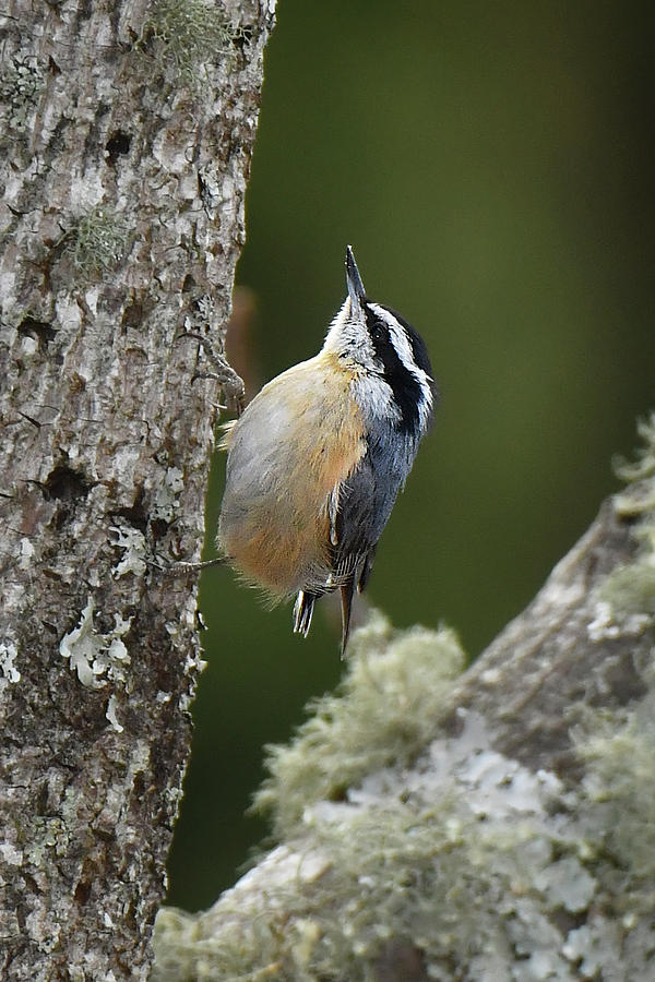 Red-breasted Nuthatch Photograph by Alan Lenk