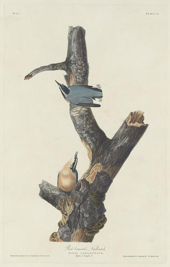 Red-Breasted Nuthatch Drawing by Dreyer Wildlife Print Collections 