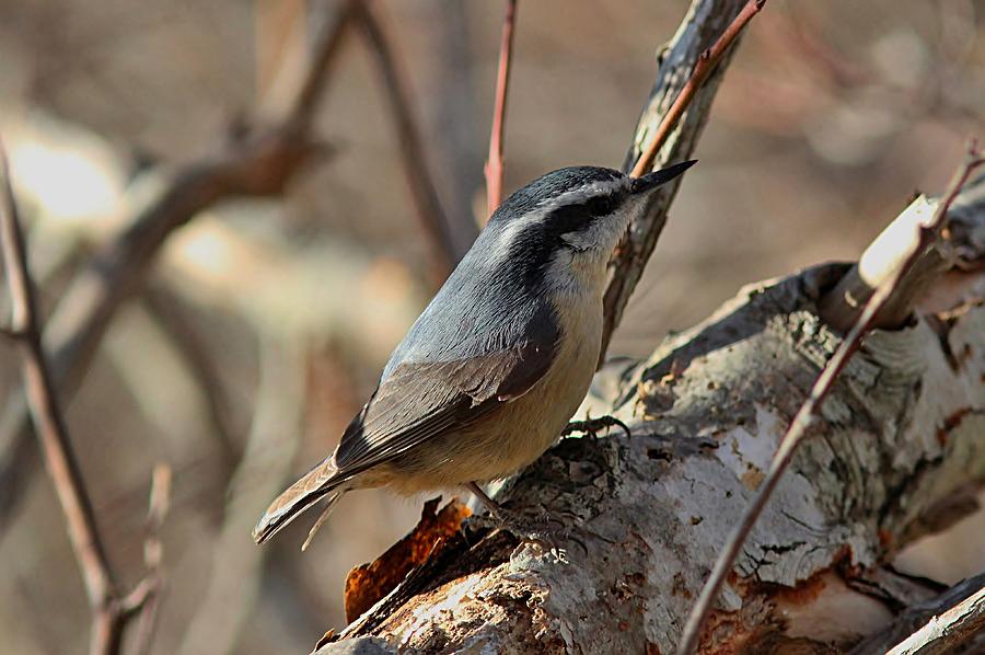 Nature Photograph - Red-breasted Nuthatch by Linda Crockett