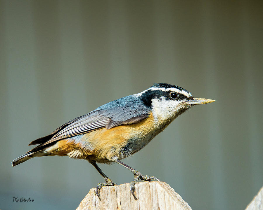 Red-breasted Nuthatch Photograph by Tim Kathka