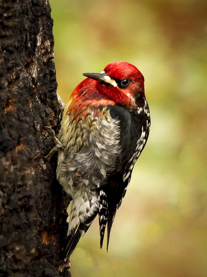 Nature Photograph - Red Breasted Sapsucker by Jean Noren
